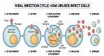 How Do Viruses Infect Cells Answer Key