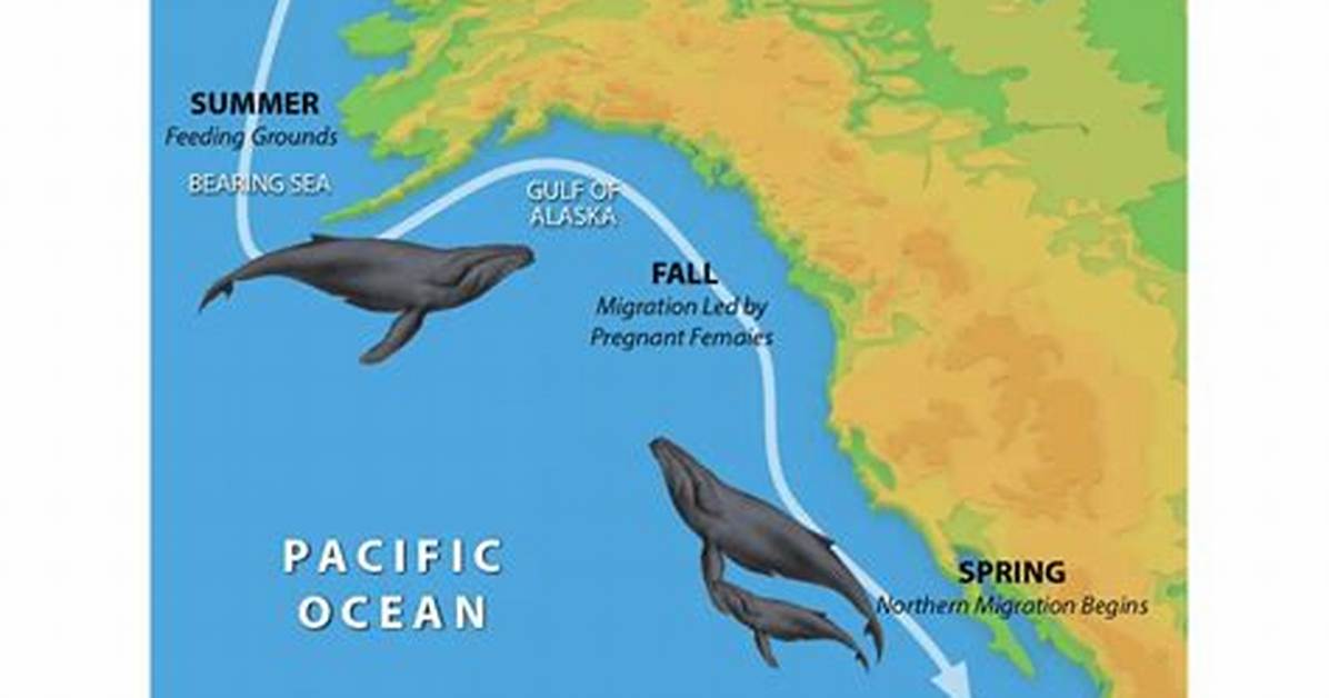 How Do Whales Migrate - Lisbd-Net. Com