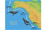 How Do Whales Migrate - Lisbd-Net. Com