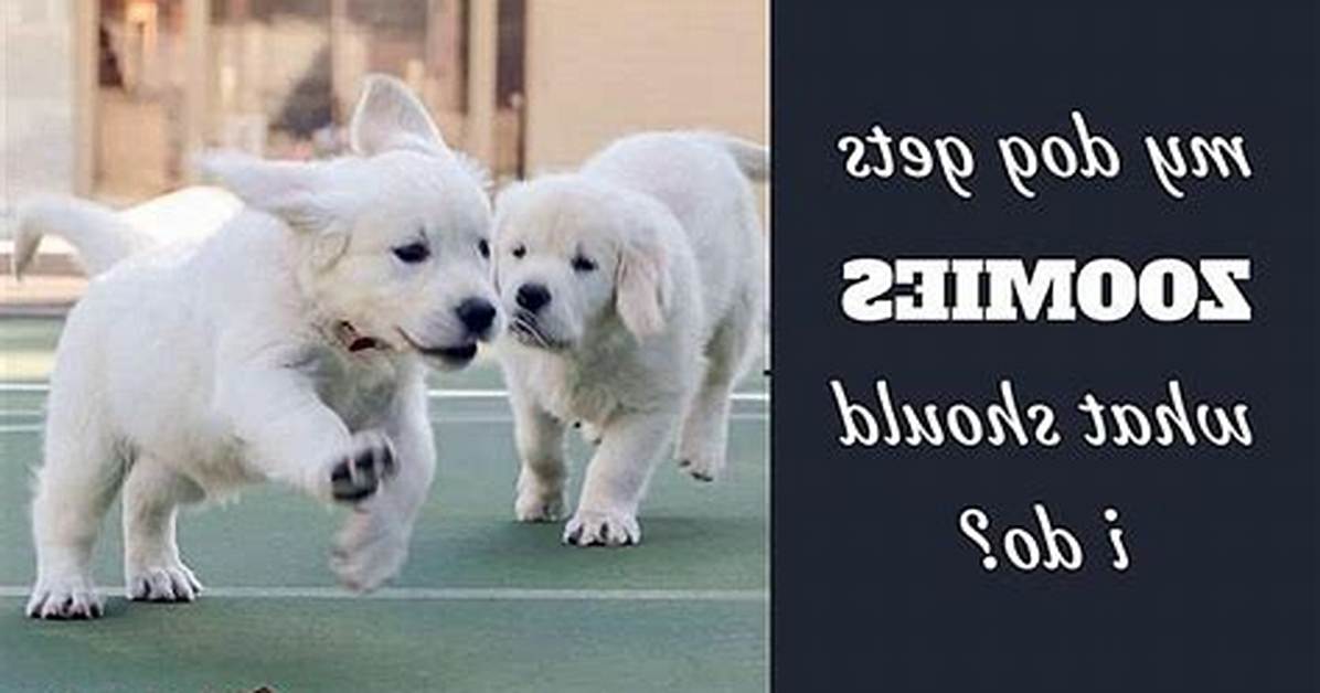 How Do You Calm Zoomies Puppies?