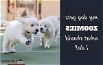 How Do You Calm Zoomies Puppies?
