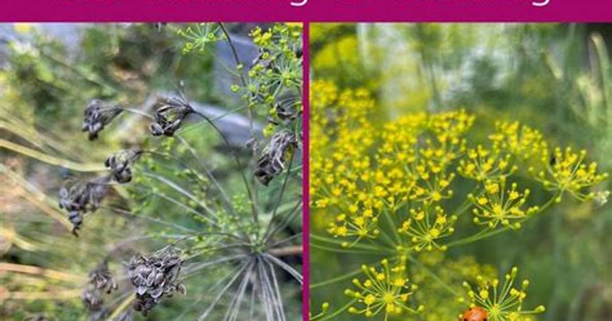 How Do You Collect Dill Seeds?