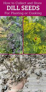 How Do You Collect Dill Seeds?