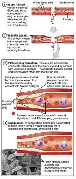 How Do You Dissolve a Blood Clot in Your Leg?