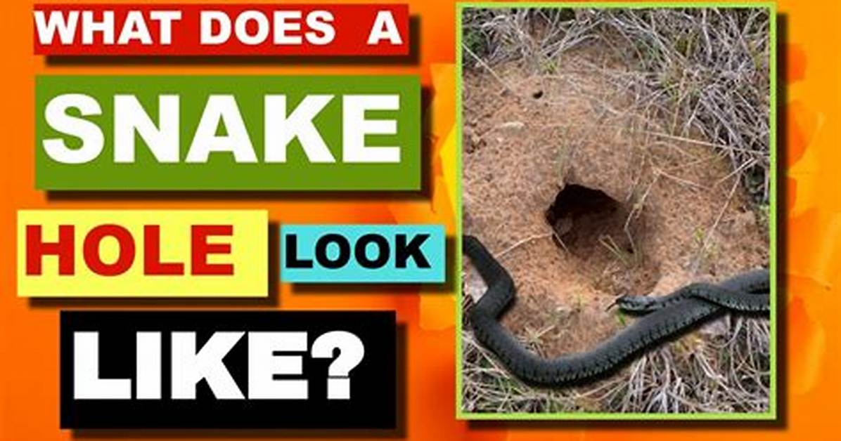 How Do You Find Snake Holes in Your Yard?