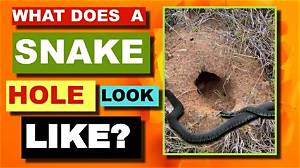 How Do You Find Snake Holes in Your Yard?