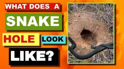 How Do You Find Snake Holes in Your Yard?