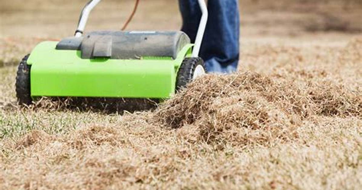 How Do You Get Rid of Thatch Naturally?