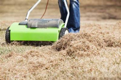 How Do You Get Rid of Thatch Naturally?