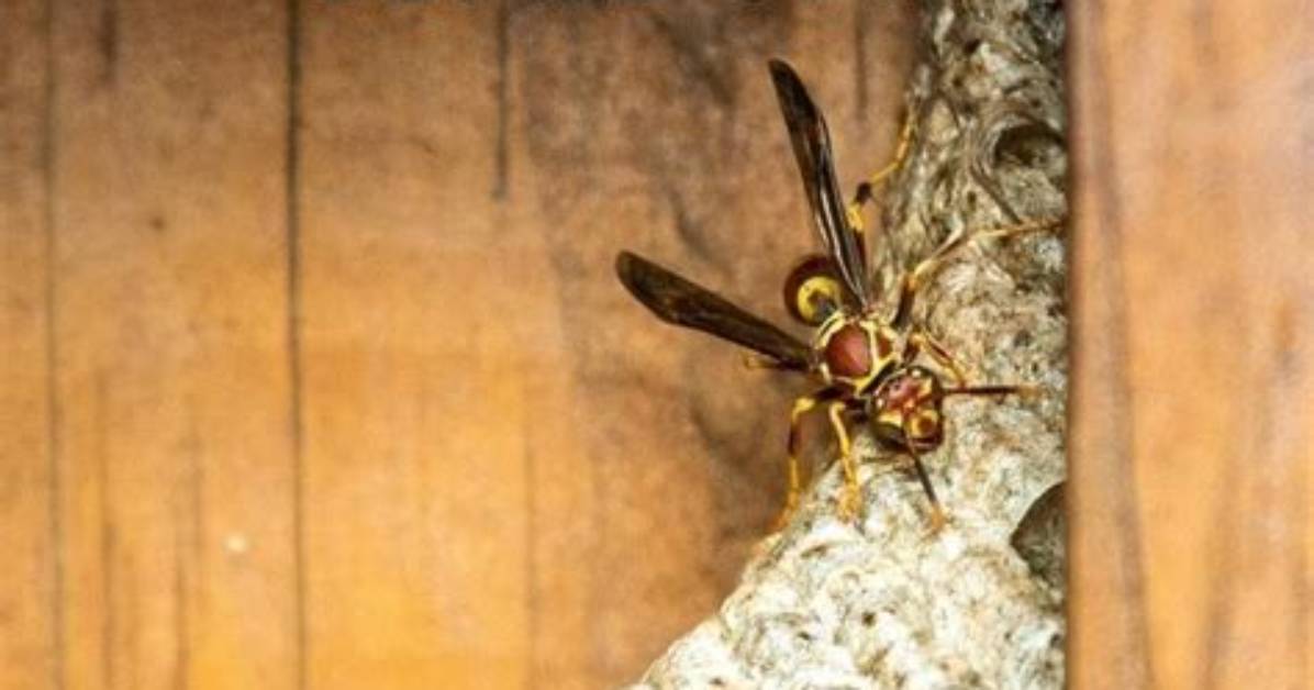 How Do You Get Rid of Yellow Toenails?