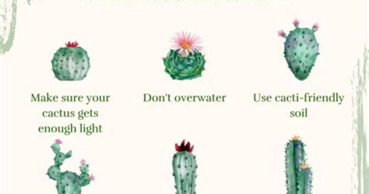 How Do You Keep an Indoor Cactus Alive?
