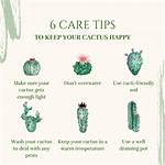 How Do You Keep an Indoor Cactus Alive?