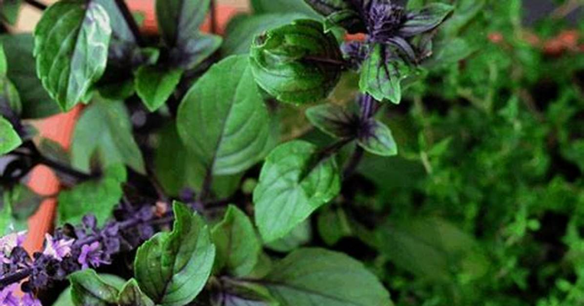 How Do You Keep Herbs Alive All Year?