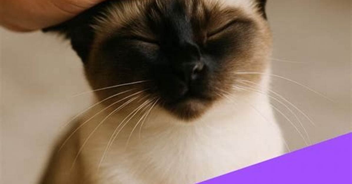 How Do You Know If Your Cat Has Ear Infection?