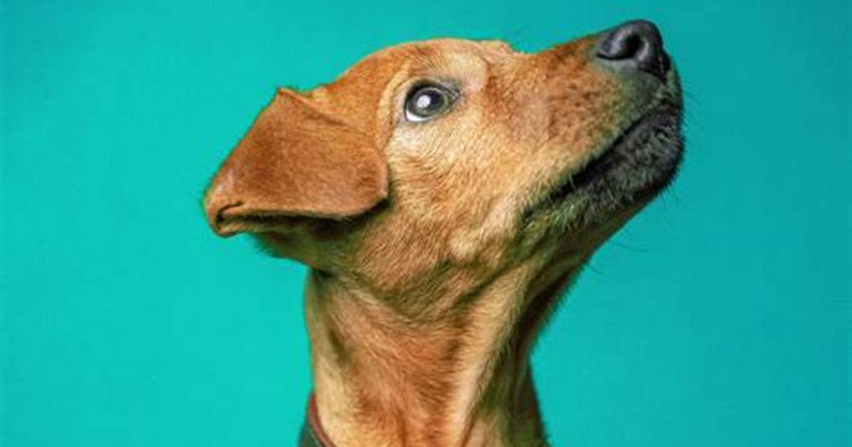 How Do You Let Your Dog Know You Are Alpha?