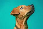 How Do You Let Your Dog Know You Are Alpha?
