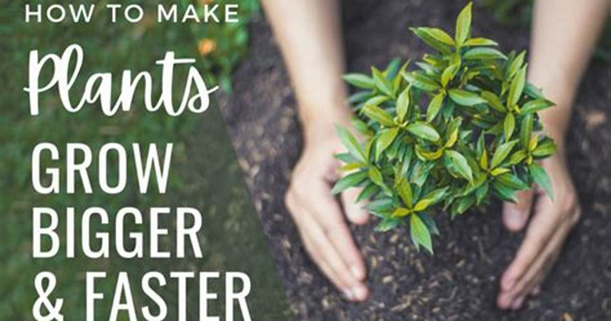 How Do You Make Plants Grow Higher?