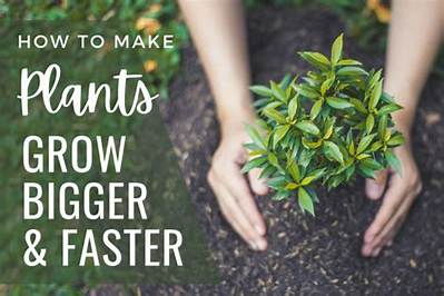 How Do You Make Plants Grow Higher?