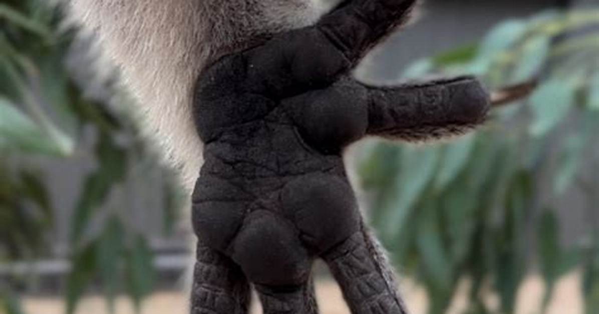 How Do You Master 4 Finger Claws?