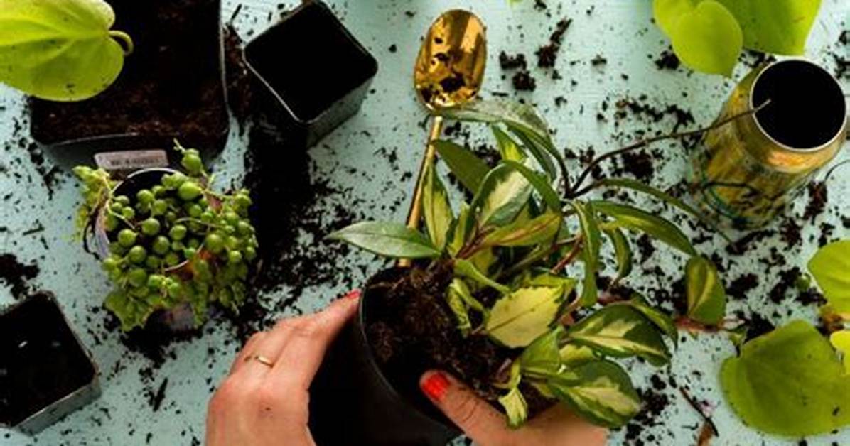 How Do You Repot Plants Without Killing Them?