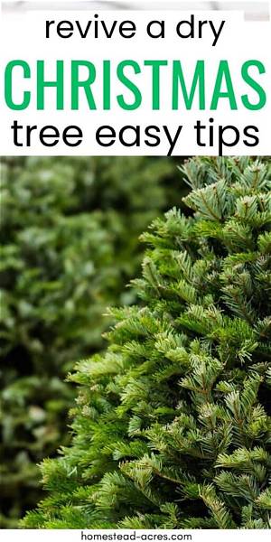 How Do You Revive a Dry Christmas Tree?