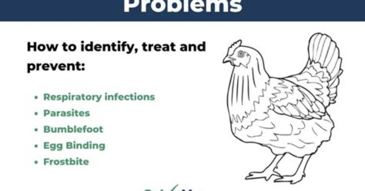 How Do You Solve Chicken Problems?