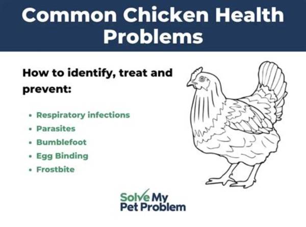 How Do You Solve Chicken Problems?