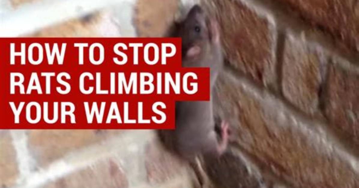 How Do You Stop Mice from Climbing Walls?