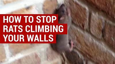 How Do You Stop Mice from Climbing Walls?