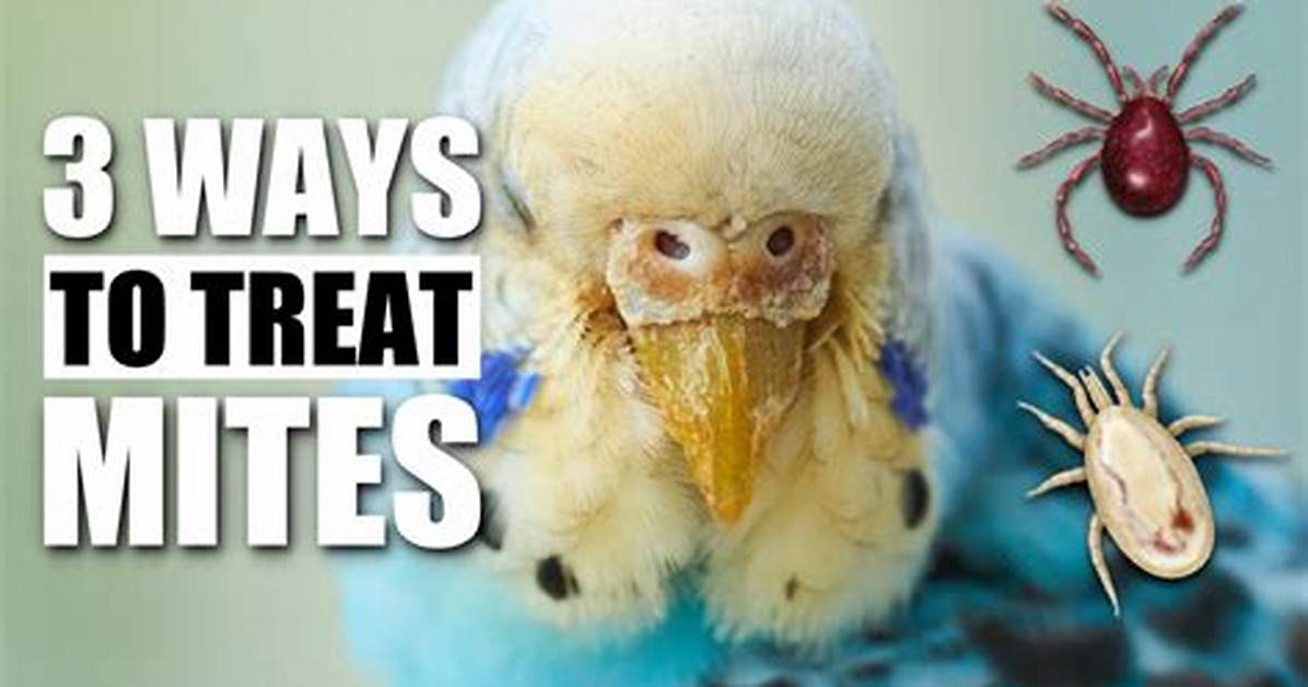 How Do You Treat Bird Mites on Birds?