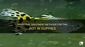 How Do You Treat Tail Rot in Fish?