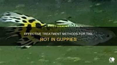 How Do You Treat Tail Rot in Fish?