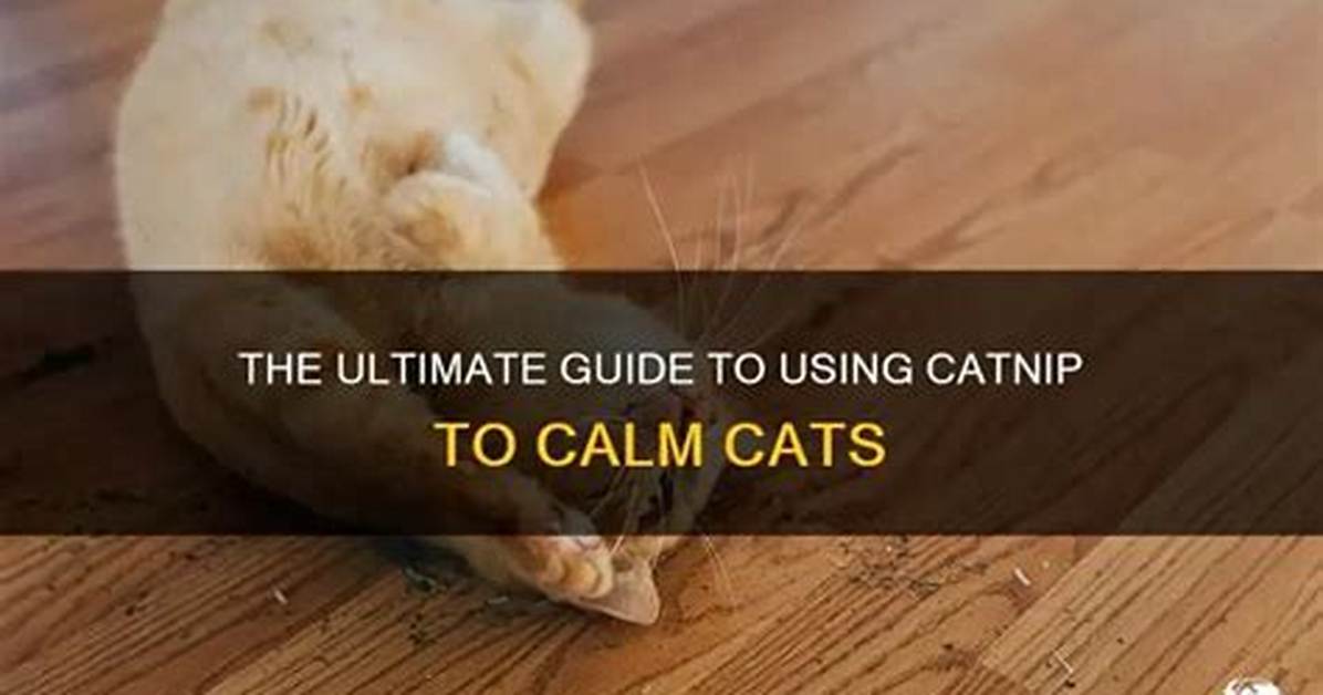 How Do You Use Catnip to Calm a Cat?