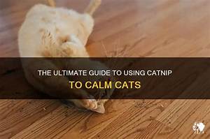 How Do You Use Catnip to Calm a Cat?