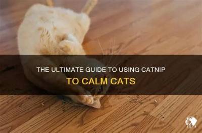 How Do You Use Catnip to Calm a Cat?