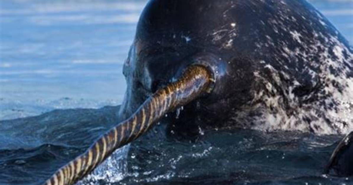 How Does a Narwhal Protect Itself