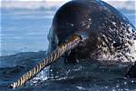 How Does a Narwhal Protect Itself
