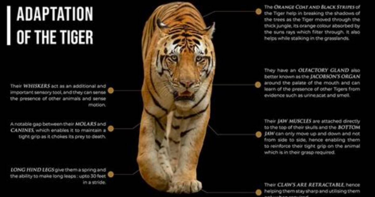 How Does a Tiger Adapt to Its Environment