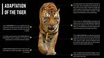 How Does a Tiger Adapt to Its Environment