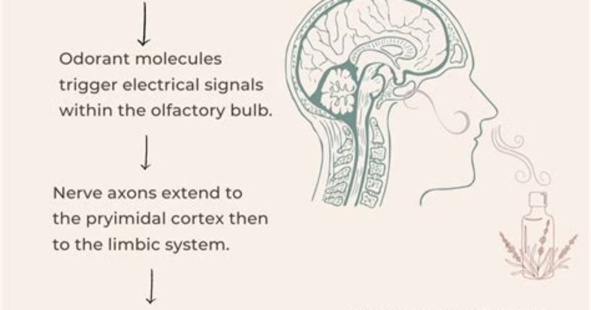 How Does an Aromatherapy