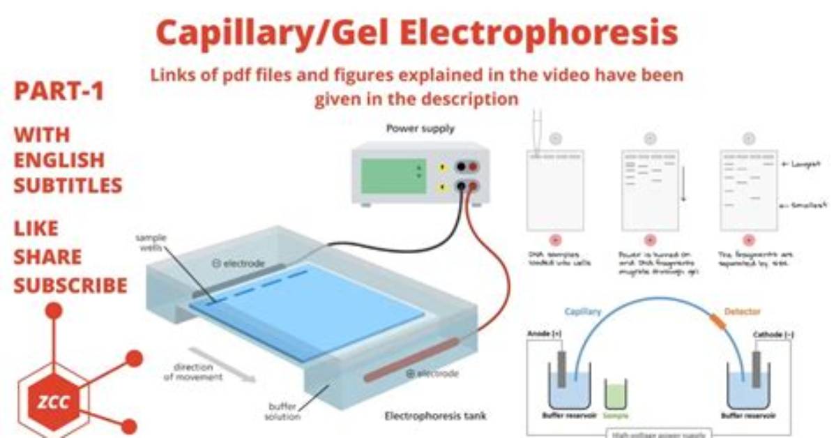 How Does Capillary Electrophoresis Work?