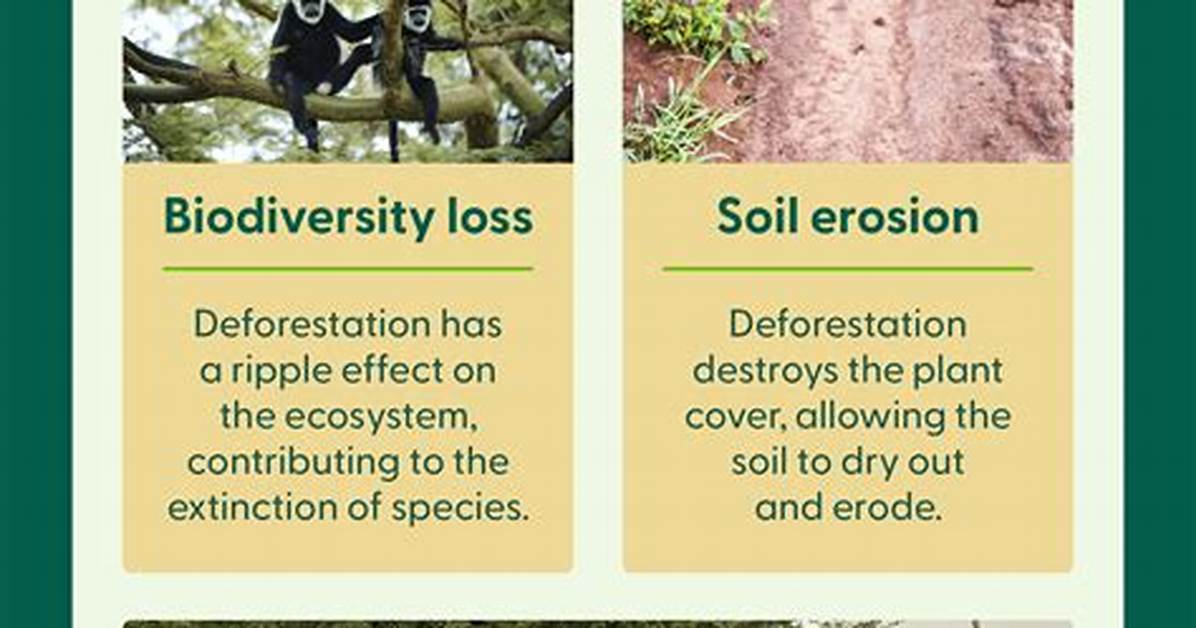 How Does Deforestation Affect the Hydrosphere