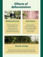 How Does Deforestation Affect the Hydrosphere