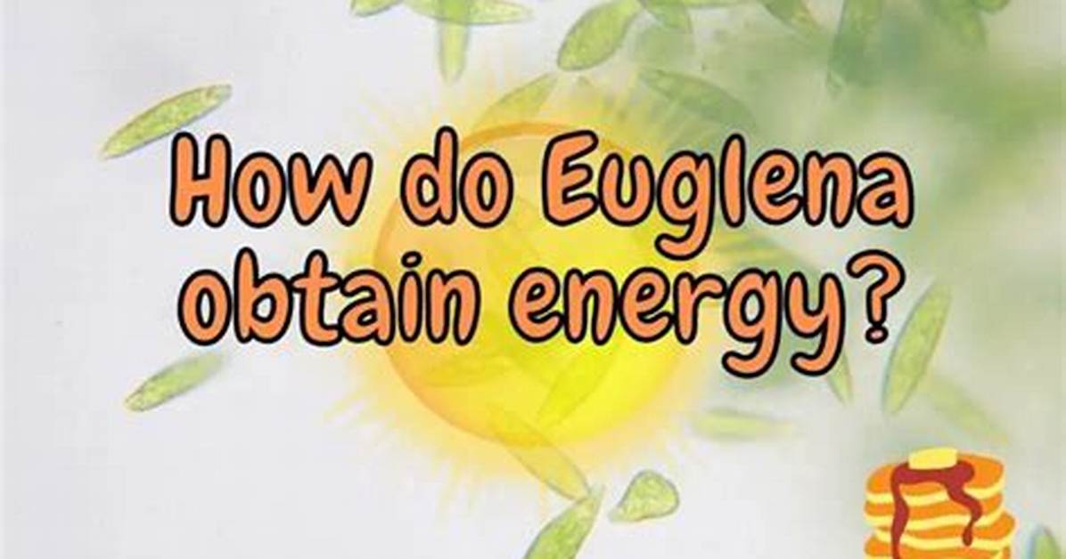 How Does Euglena Get Energy