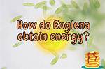 How Does Euglena Get Energy