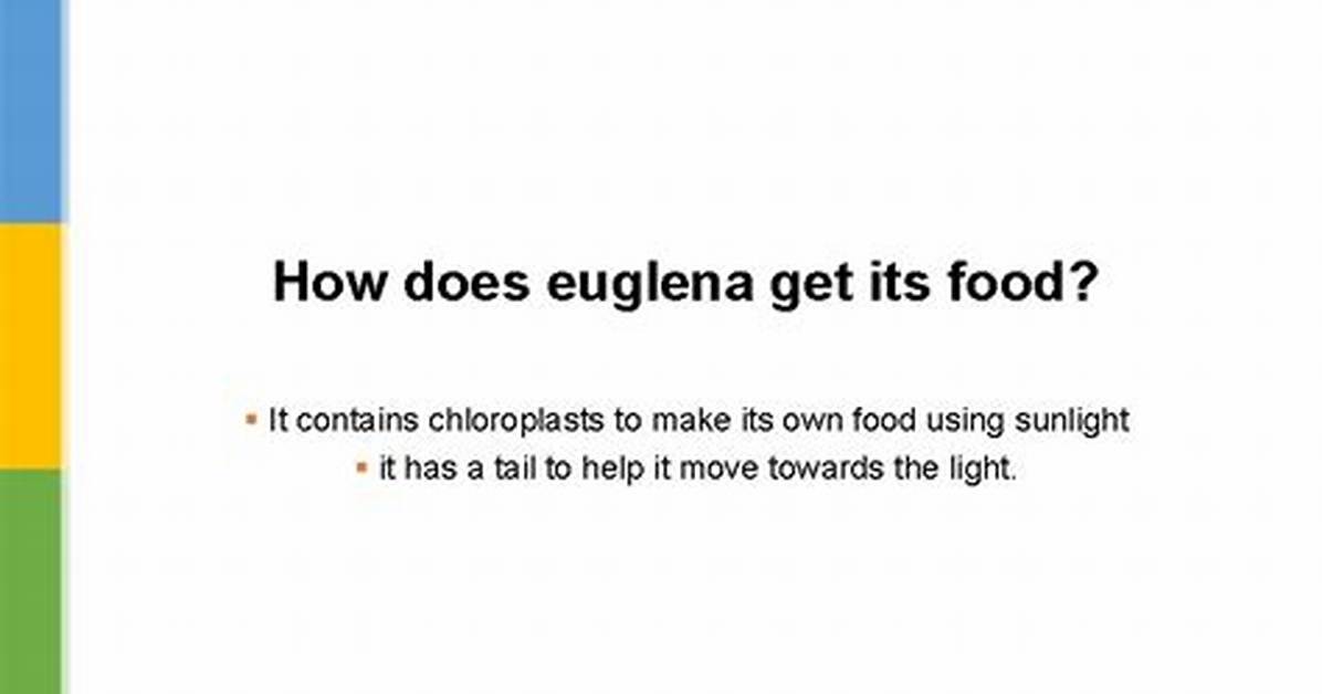 How Does Euglena Get Food