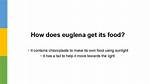 How Does Euglena Get Food