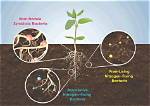 How Does Free-Living Bacteria Fix Nitrogen?