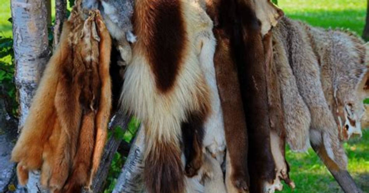 How Does Fur Help Animals Survive