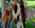 How Does Fur Help Animals Survive